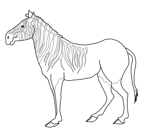 Quagga Zebra Coloring Page